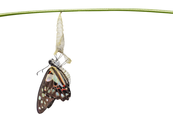 Изолированный появился Общий сойка бабочка (Графиум дозон) с куколкой и скорлупа висит на веточке с обрезки пути, безопасный, рост, трансформация
 - Фото, изображение