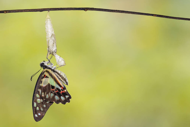 Ontstaan van gemeenschappelijke jay vlinder (Graphium doson) met Verpopping en shell opknoping op takje, veilige, groei, transformatie - Foto, afbeelding