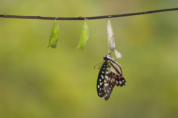 浮上した一般的なジェイ蝶 (Graphium 権化) 蛹とクリッピング パスと枝に掛かっているシェルを確保、成長、変換 - 写真・画像