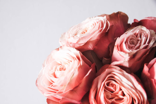 Beautiful Pink roses isolated on background - Foto, Bild
