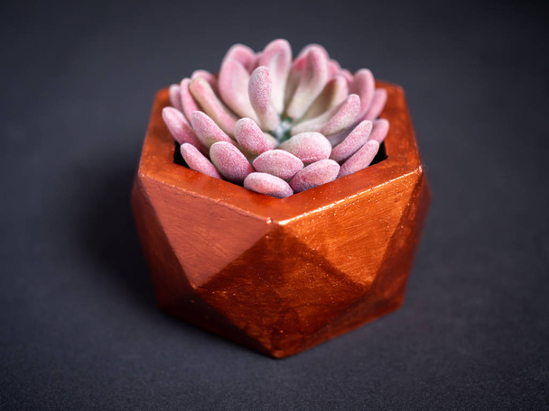 Modern copper colour geometric hexagon concrete planter with beautiful pink succulent plant on dark background. Painted concrete pot for home decoration - Foto, Bild