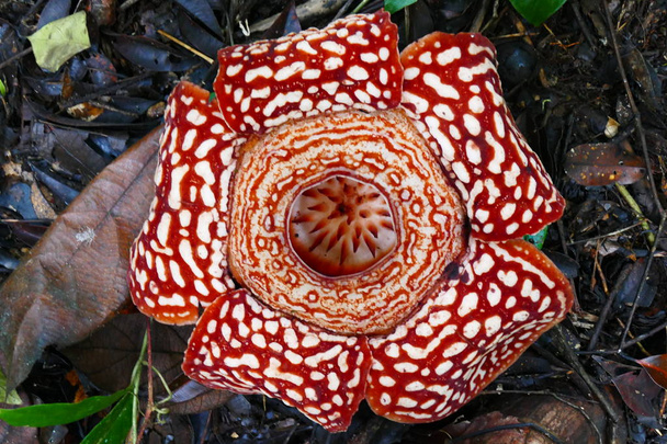 um belo botão de floração, vermelho, rafflesia gigante contra o fundo de uma floresta tropical chuvosa
. - Foto, Imagem