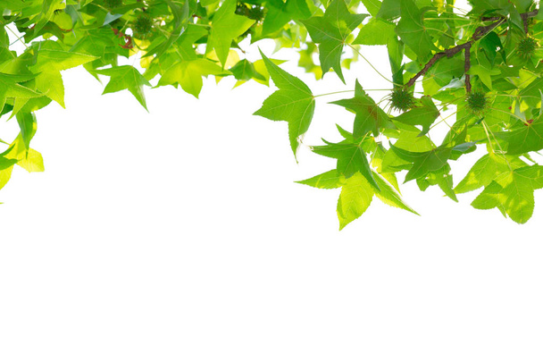 Green leaves isolated on white background. - Photo, Image