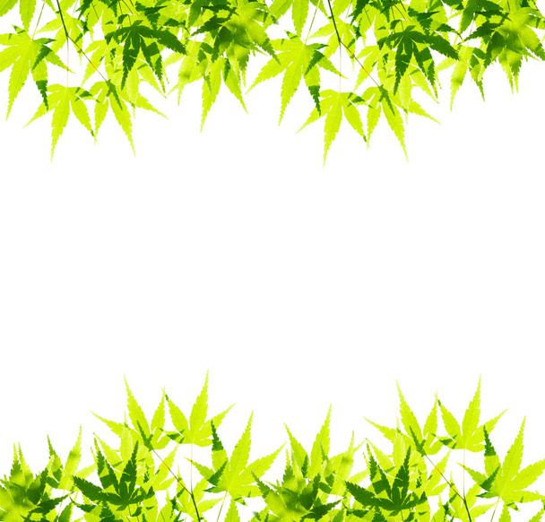 зелене листя ізольоване на білому фоні
. - Фото, зображення