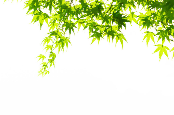 hojas verdes aisladas sobre fondo blanco. - Foto, Imagen