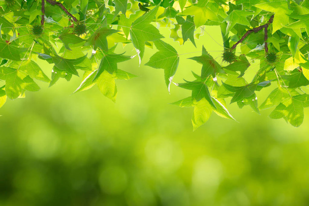 Doğal bokeh ve bulanık arka plan ile yeşil yaprakları. - Fotoğraf, Görsel