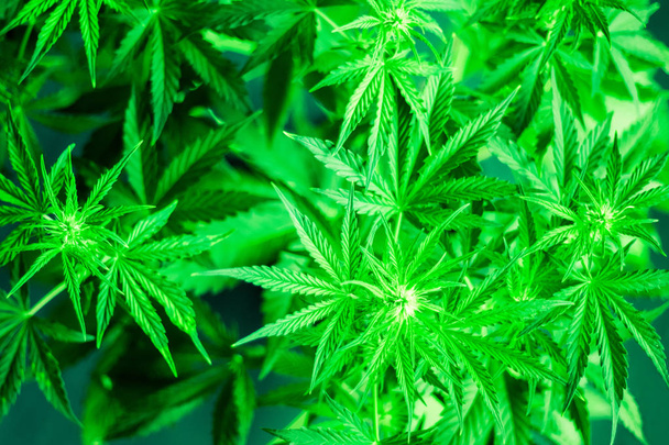 Medical cannabis and legalization of marijuana. Cannabis flowers. Bud of Cannabis. Growing indoor cultivation. Planting weed. Green background. Marihuana plants close up. Marijuana leaves. - Photo, Image