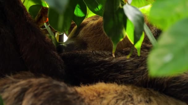 Tembel hayvan kahverengi gerdanlı uyku - Video, Çekim
