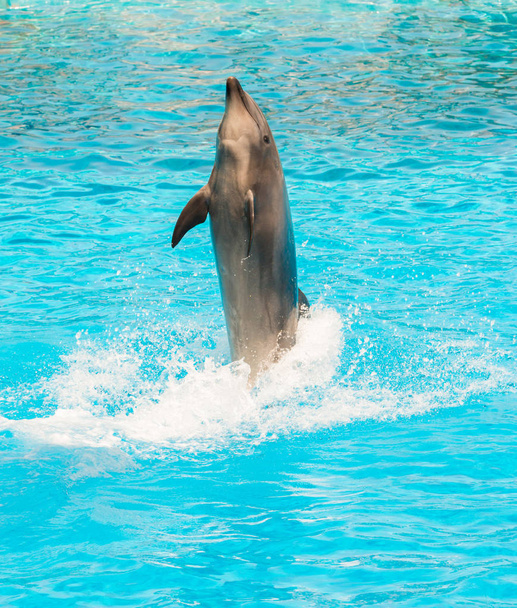 A group show of bottlenose dolphins performing a tail stand - Photo, Image