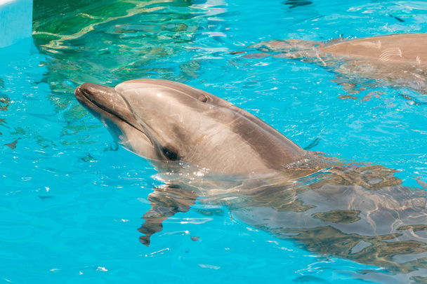 A group show of bottlenose dolphins performing a swimming in the pool. - Photo, Image