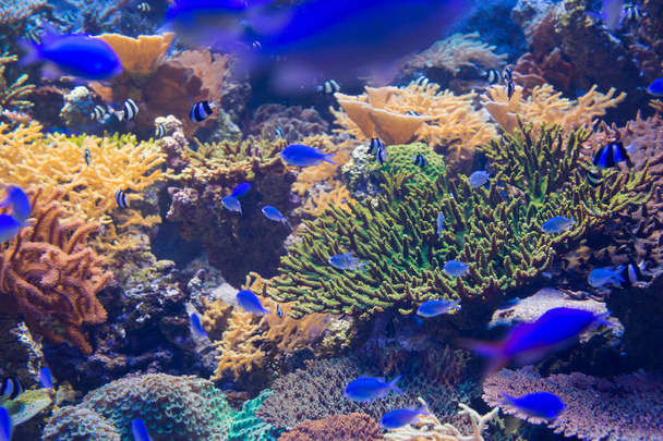 wunderschöne Korallen unter Wasser mit bunten Fischen und bunten Korallen. - Foto, Bild