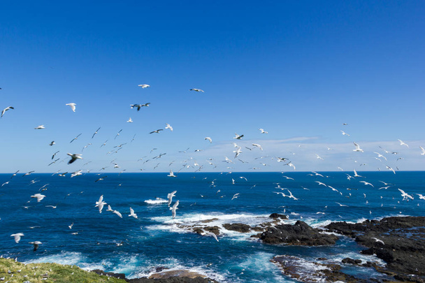 hundrets of gulls are flying at the noobies in Philip Island, Victoria, Australia - Фото, изображение