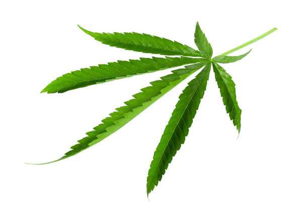 Где купить листья конопли продукт распада марихуаны