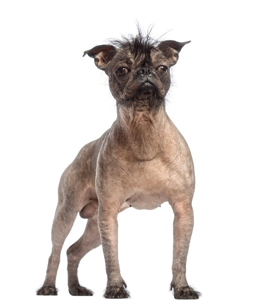 Perro de raza mixta sin pelo, mezcla entre un bulldog francés y un perro de cresta chino, de pie frente al fondo blanco
 - Foto, imagen