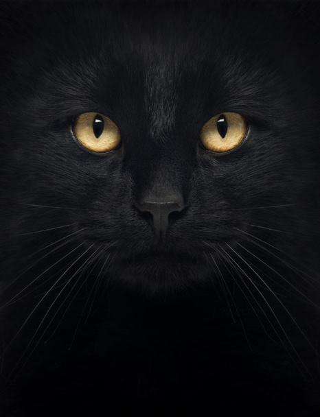 Primer plano de un gato negro mirando a la cámara, aislado en blanco
 - Foto, Imagen