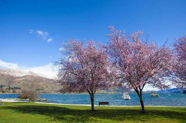 hermosa flor escénica floreciendo en el parque al lado del lago wanaka southland Nueva Zelanda
 - Foto, imagen