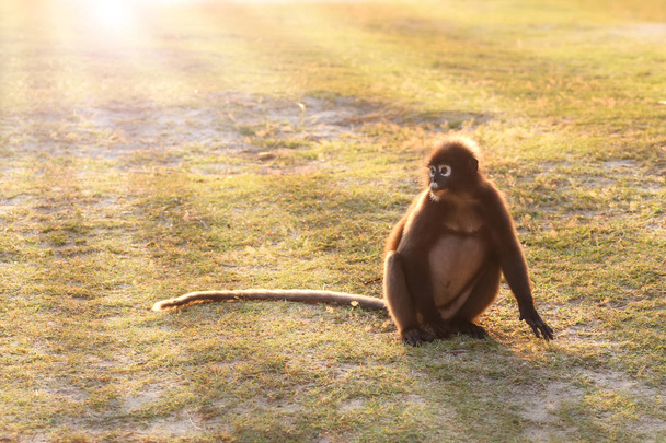 Мавпа сидить на пляжі з відображенням сонячного світла в першій половині дня, сутінкового лангур анг стринги острів Таїланду  - Фото, зображення
