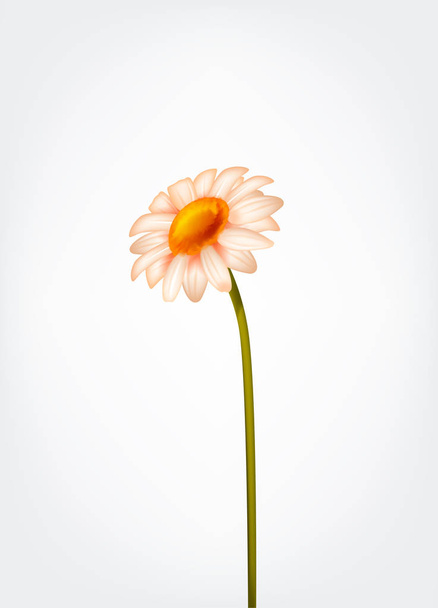 新鮮なデイジーの花、マーガレット、分離されたカモミール. - ベクター画像