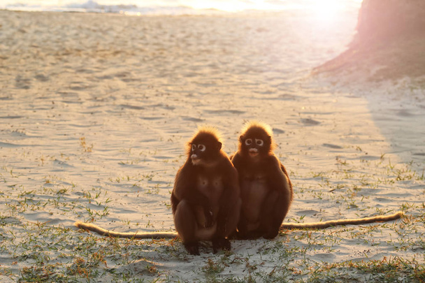Maymun Ang Thong Adası Tayland, sabahları güneş ışığı yansıması, gölgeli langur ile plajda oturmak  - Fotoğraf, Görsel