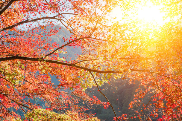 Roter Ahorn im Wald in der Herbstsaison, schöner Herbsthintergrund. sonnig - Foto, Bild