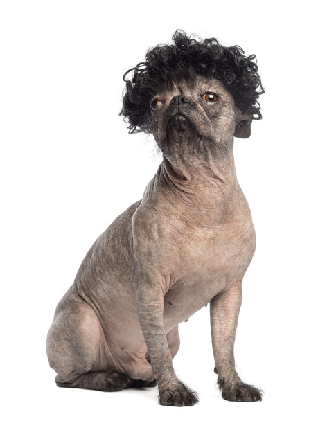 Perro de raza mixta sin pelo, mezcla entre un bulldog francés y un perro de cresta chino, sentado, mirando hacia otro lado y llevando una peluca rizada negra frente al fondo blanco
 - Foto, imagen