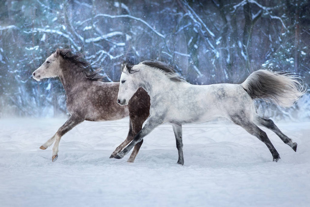Harmaat arabialaiset hevoset juoksevat lumessa
  - Valokuva, kuva