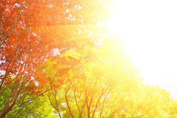 roter und grüner Ahornbaum im Wald in der Herbstsaison, schöner Herbsthintergrund. sonnig - Foto, Bild