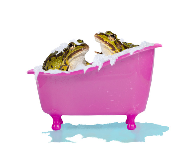 Bubble bath for pet frogs - Фото, изображение
