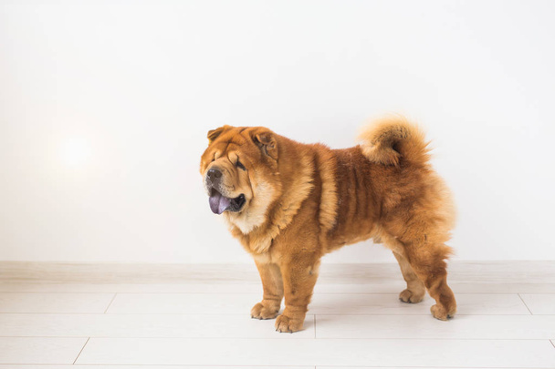 Pet and animal concept - studio portrait of the chow-chow dog over white background with copy space - Foto, imagen
