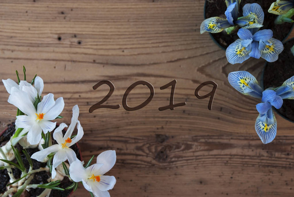 Crocus And Hyacinth, Text 2019, Rustic Wooden Background - Fotografie, Obrázek