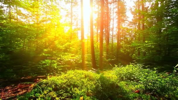 bir ormanda sabah - Video, Çekim