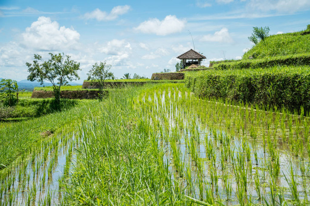 Jatiluwih rice terraces landscape in Bali, Indonesia. Unesco world heritage sight, Indonesia - Foto, afbeelding
