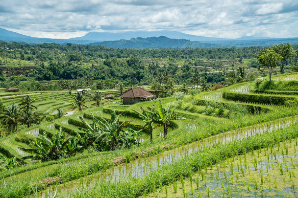 Jatiluwih rice terraces landscape in Bali, Indonesia. Unesco world heritage sight, Indonesia - Foto, imagen