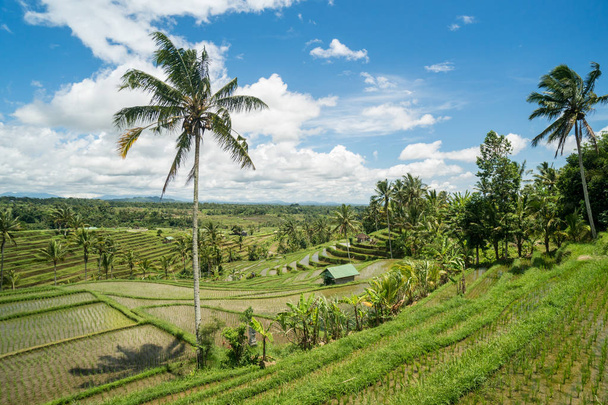 Jatiluwih ρύζι βεράντες τοπίο στο Μπαλί της Ινδονησίας. Θέαμα παγκόσμια πολιτιστική κληρονομιά της UNESCO, Ινδονησία - Φωτογραφία, εικόνα