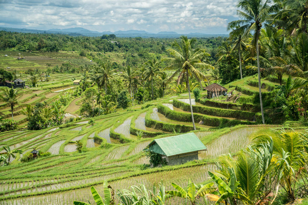 Jatiluwih ρύζι βεράντες τοπίο στο Μπαλί της Ινδονησίας. Θέαμα παγκόσμια πολιτιστική κληρονομιά της UNESCO, Ινδονησία - Φωτογραφία, εικόνα