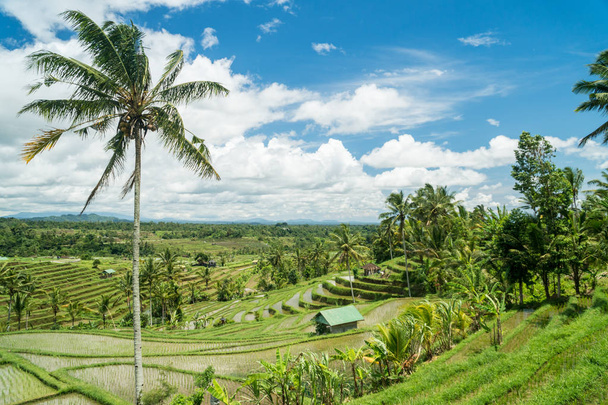 Jatiluwih riisiterassit maisema Balilla, Indonesiassa. Unescon maailmanperintökohde, Indonesia
 - Valokuva, kuva
