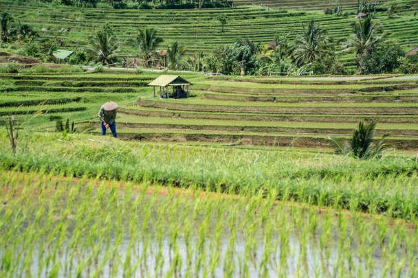20 januari 2019 - Bali, Indonesië - boer werken aan de rijstvelden van Jatiluwih in Bali, Indonesië. - Foto, afbeelding