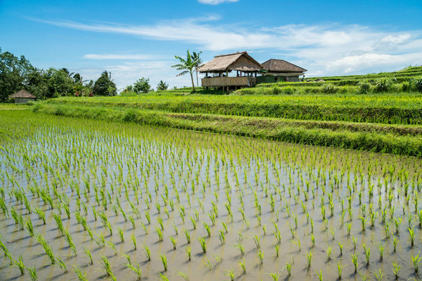 Jatiluwih rice terraces landscape in Bali, Indonesia. Unesco world heritage sight, Indonesia - Zdjęcie, obraz