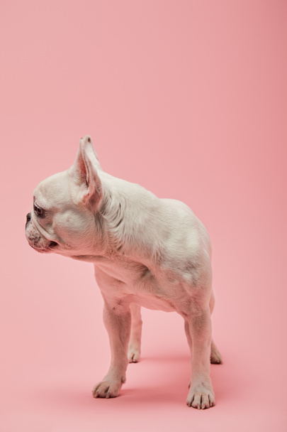 bulldog francês virou para o lado no fundo rosa
 - Foto, Imagem