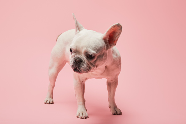 french white bulldog with dark nose on pink background - Фото, зображення