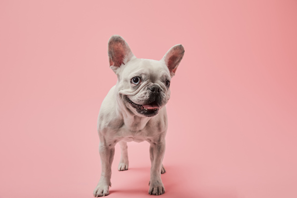 small french bulldog on pink background - Zdjęcie, obraz