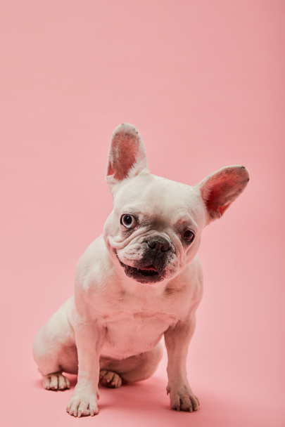 french bulldog with dark nouse and mouth on pink background - Foto, immagini