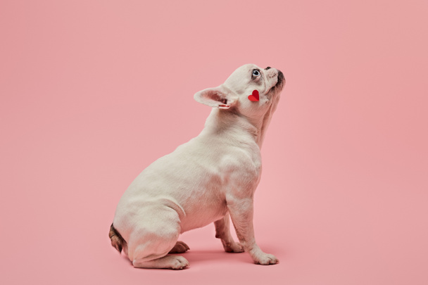 french bulldog with red heart on muzzle on pink background - Zdjęcie, obraz