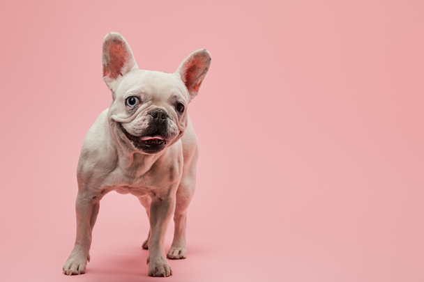 french bulldog with open mouth on pink background - Zdjęcie, obraz