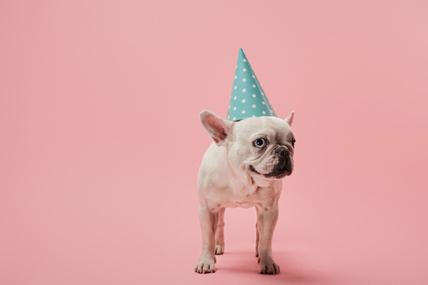 bulldog francese in blu cappello di compleanno su sfondo rosa
 - Foto, immagini