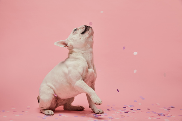 bulldog francés blanco con confeti sobre fondo rosa
 - Foto, Imagen