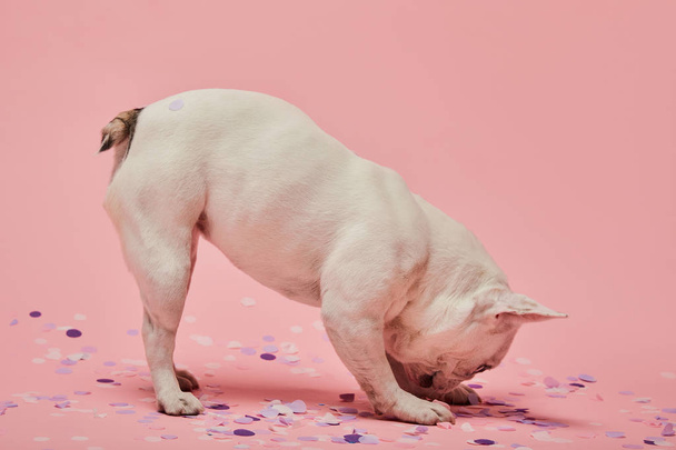 światło kolorowe psa z głową w dół i konfetti na różowym tle - Zdjęcie, obraz