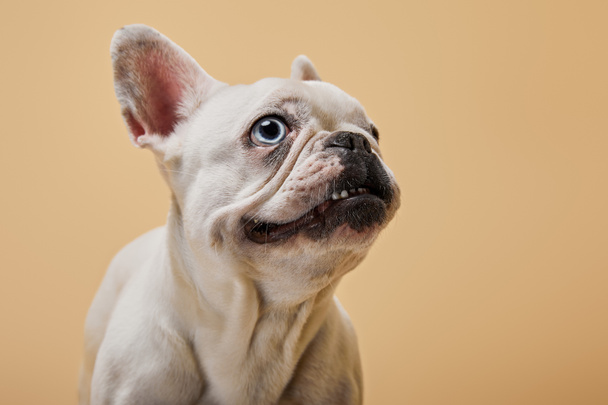 witte Franse bulldog hoofd omhoog op beige achtergrond - Foto, afbeelding