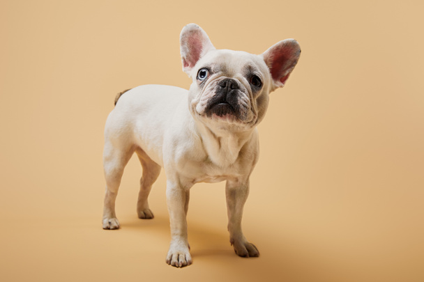 small french bulldog with dark nose on beige background - Фото, изображение
