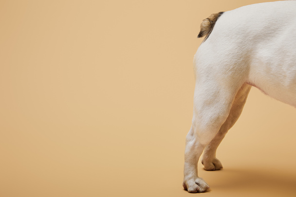 oříznutý pohled bílého psa na béžové pozadí s konfety - Fotografie, Obrázek
